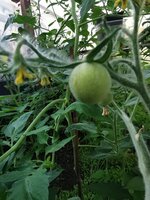 IMG_20250629_082617.jpg