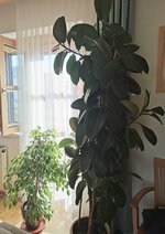 IMG_20231012_154439.jpg