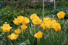 Tulpen  0122.JPG