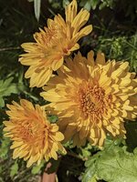 PXL_20250630_072402067~2.jpg