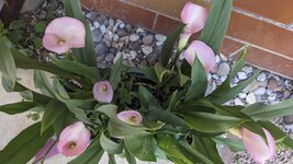 PXL_20250630_072620648.jpg