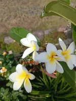 IMG_20250623_125546.webp