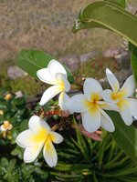 IMG_20250623_125546.jpg