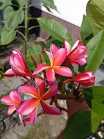 IMG_20250628_101337.jpg