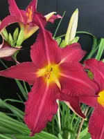 64-Autuum Wine_03.webp