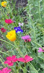 IMG_1164.jpeg