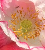 IMG_1250.jpeg