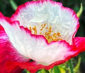 IMG_1163.jpeg