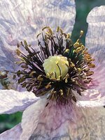 IMG_1169.jpeg