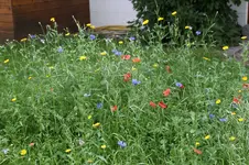Blumenwiese 0325.webp