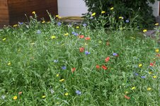 Blumenwiese 0325.JPG