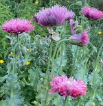 IMG_1159.jpeg