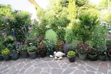 Ter 1225.webp