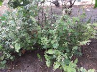 Zerfressene Pflanze2 20250630.jpg