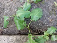 Zerfressene Pflanze1 20250630.webp