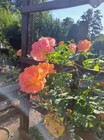 20250630_081524.webp