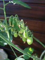 20250630_080610.jpg