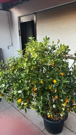 IMG_B67AAD3BC04F-1.jpeg