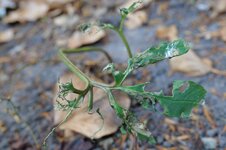 Zerfressene Christrose 20250630a.jpg