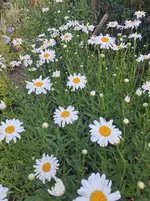 20250701_065802.webp