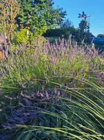 20250701_070327.webp