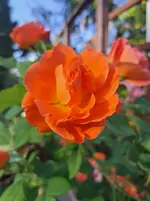 20250701_070052.webp