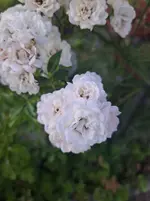 20250701_070047.webp