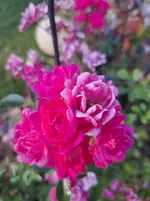 20250701_070036.webp