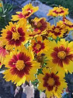 20250701_070028.webp