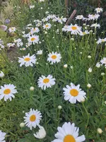 20250701_065802.webp