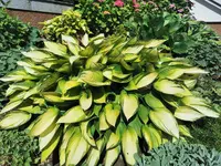 IMG_20250701_095945.webp