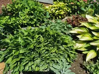 IMG_20250701_095957.webp