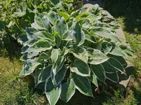 IMG_20250701_095628.webp