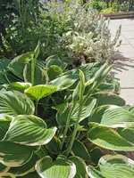IMG_20250701_095532.webp