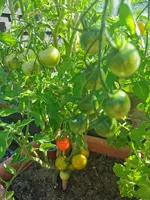 IMG_20250701_085502.webp