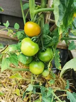 IMG_20250627_183712.webp