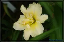 Schnickel Fritz.webp