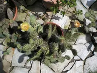 Opuntia howeyi 1.webp