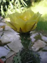 Opuntia howeyi 2.webp
