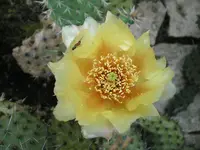 Opuntia howeyi 3.webp