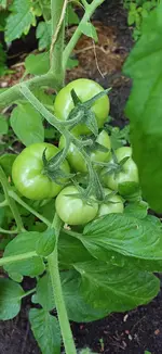 20250702_084601.webp