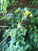 P1080600rote chinesische Coctailtomate.webp