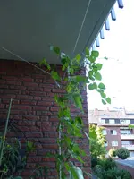 P1080604Feuerbohnen.webp