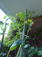 P1080599rote chinesische Coctailtomate.webp