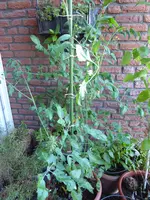 P1080606gelbe chinesische Coctailtomate.webp