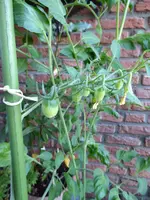 P1080607gelbe chinesische Coctailtomate.webp