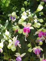 009.webp