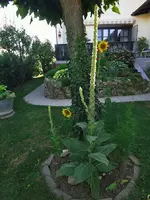 IMG_20250702_173631.webp