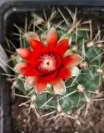20250702_181623.webp