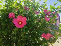 IMG_20250702_090638.webp